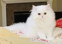 persian  cat for sale
