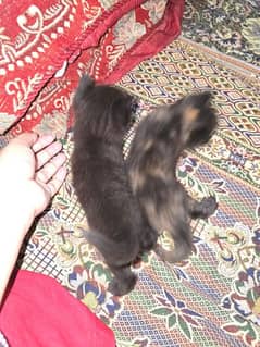 2 persian cat babies for sale , pair