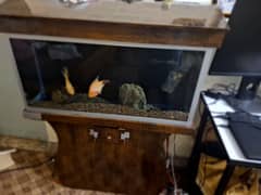 Aquarium with pair of parrot fish and Accessories