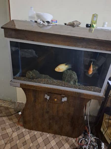 Aquarium with pair of parrot fish and Accessories 1