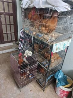 Breeding setup Golden buff + Golden misri for sale with cage pinjra