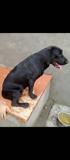 Black Labrador