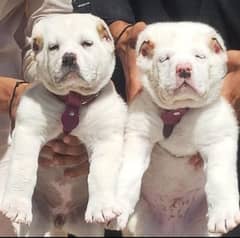 albai puppies pair full security dog's age 2 month for sale