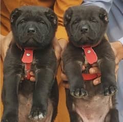 albai puppies pair full security dog's age 2 month for sale