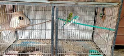 budgie breeder pairs