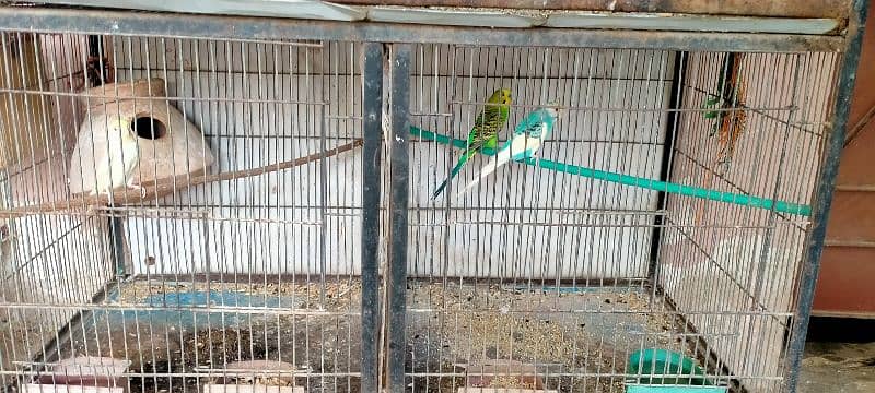 budgie breeder pairs 0