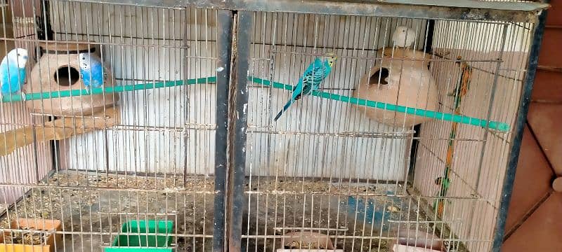 budgie breeder pairs 1