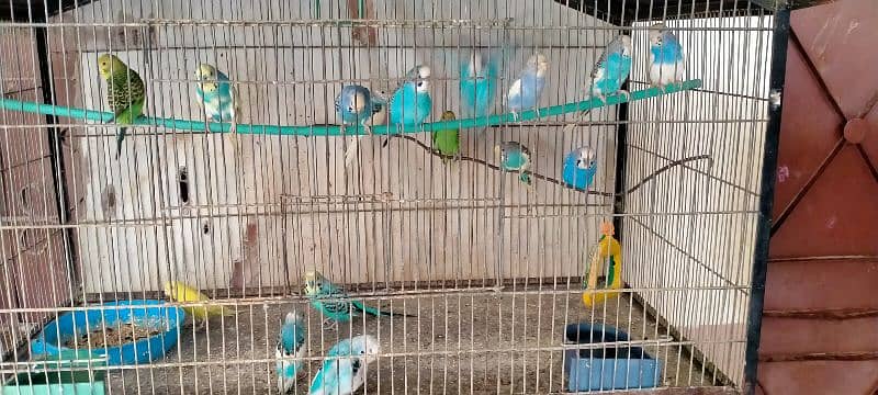 budgie breeder pairs 2