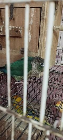 Blue Torquise Conure/Exhibition Budgies/Rosa Bourkee