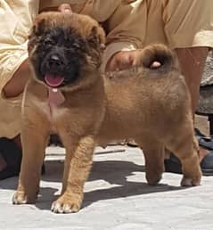 Kurdish kangal puppie male age 2 month full security dog' for sale