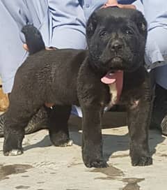 albai puppie male age 2 month full security dog for sale