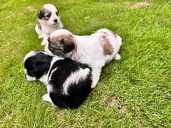 Shihtzu / Shitzu / Shih Tzu Male Puppies for Sale.