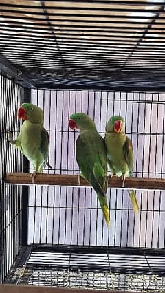 Raw Parrots 19000 Each