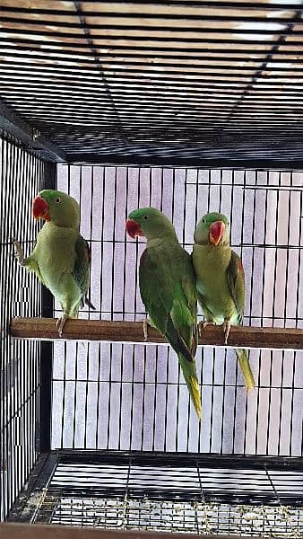 Raw Parrots (Males) Read Full Ad 1