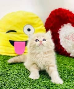 Cat | Persian cat | kitten | Healthy kitten