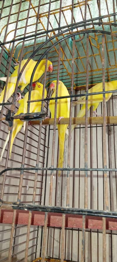 Yellow ringneck male 0300/077/58/03
