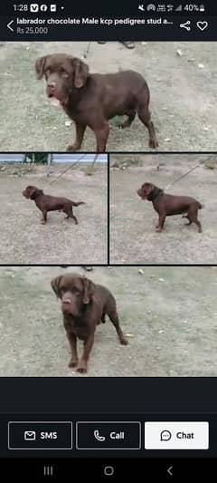 labrador