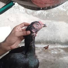 aseel hen for sale