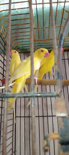 Yellow ringneck 3 males and 1 female