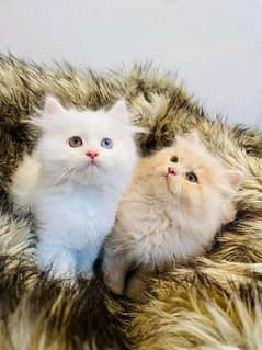 Persian kittens and cats available Whatsapp Number 03018041623