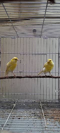 Canary Pair For Sale