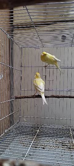 Canary Pair For Sale