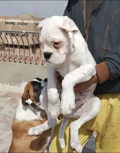 IMPORTED QUALITY BOXER PUPPY AVAILABLE FOR SALE