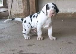 PURE HARLEY QUIN THE GREAT DANE PUPPY AVAILABLE