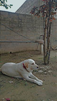 American white Labrador female