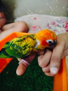 Sun conure chick