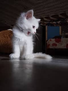 Persian pair kitten for sale