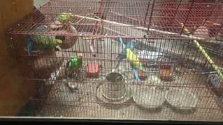 6 Australian parrots with 3 portion cage