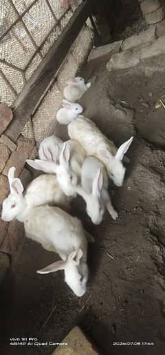 Rabbits for sale