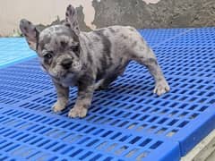 EXTREME QUALITY FRENCH BULL DOG PUPPY AVAILABLE FOR GOOD FAMILY