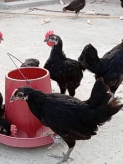 Block Australorp chicks For Sale