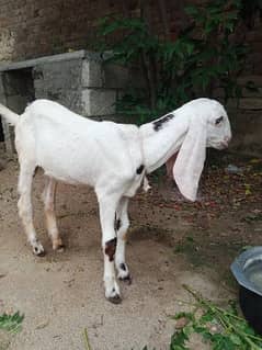 rajanpuri goat