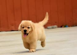 IMPORTED AMERICAN GOLDEN RETRIVER PUPPY AVAILABLE FOR SALE
