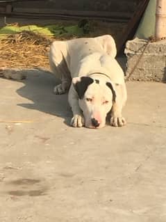 Kohati Bull terrier for sale