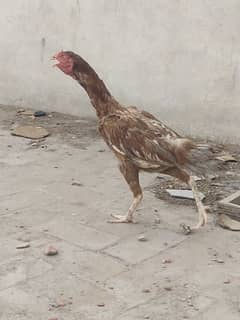 Aseel murgiaan dono egg laying chick result 100% full healthy active