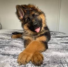 German Shepherd long coat pupp wattsapp only