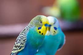 budgies