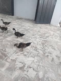 Maksary ducks (Five Piece)-0317-4390282