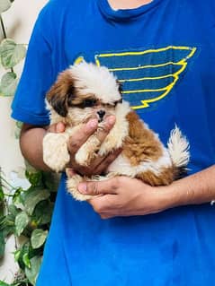 shihtzu female Puppy