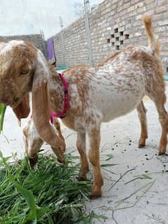 Makhi cheeni Rajanpuri females Ablak pair for sale