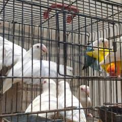 Albino Red eyes Quality birds