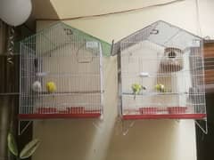 Hogoromo beautiful pair + budgies beautiful pair yellow and white