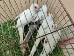 Red pied , blue pied , daimond pied opal pied adult and chicks