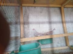Dove red simpl breedr pair for sell