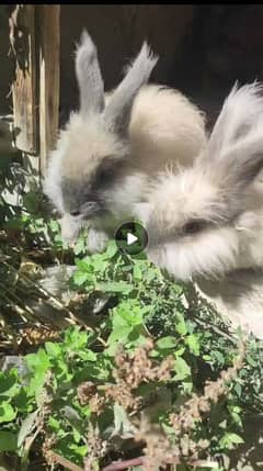 Giant English angora rabbits breeder pairs