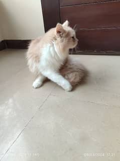 Persian cat kitten for sale